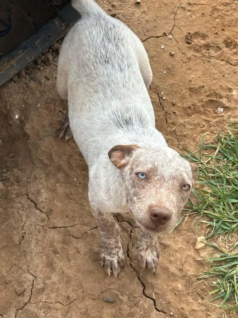 A baby medium-sized male White / Cream Australian Cattle Dog / Blue Heeler dog named Ricky for adoption in Paramus, NJ