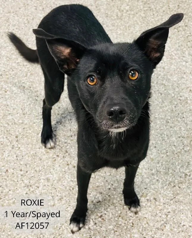 Roxie