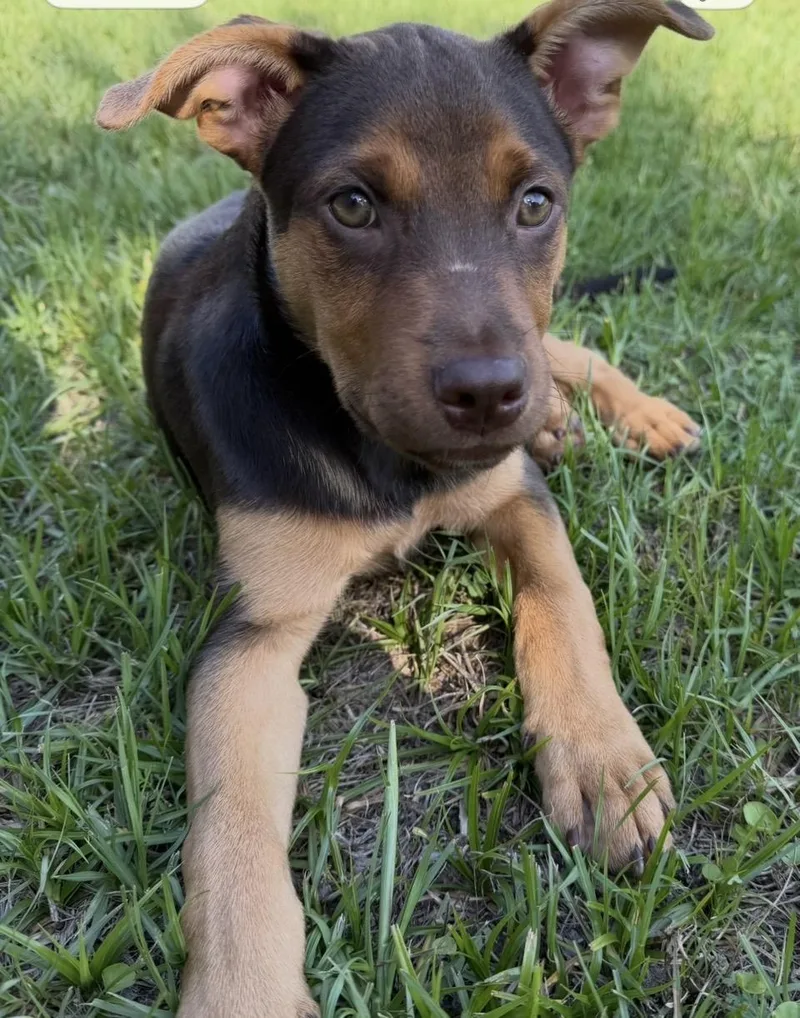 A young medium-sized male Bicolor Dutch Shepherd dog named Buster for adoption in Pensacola, FL