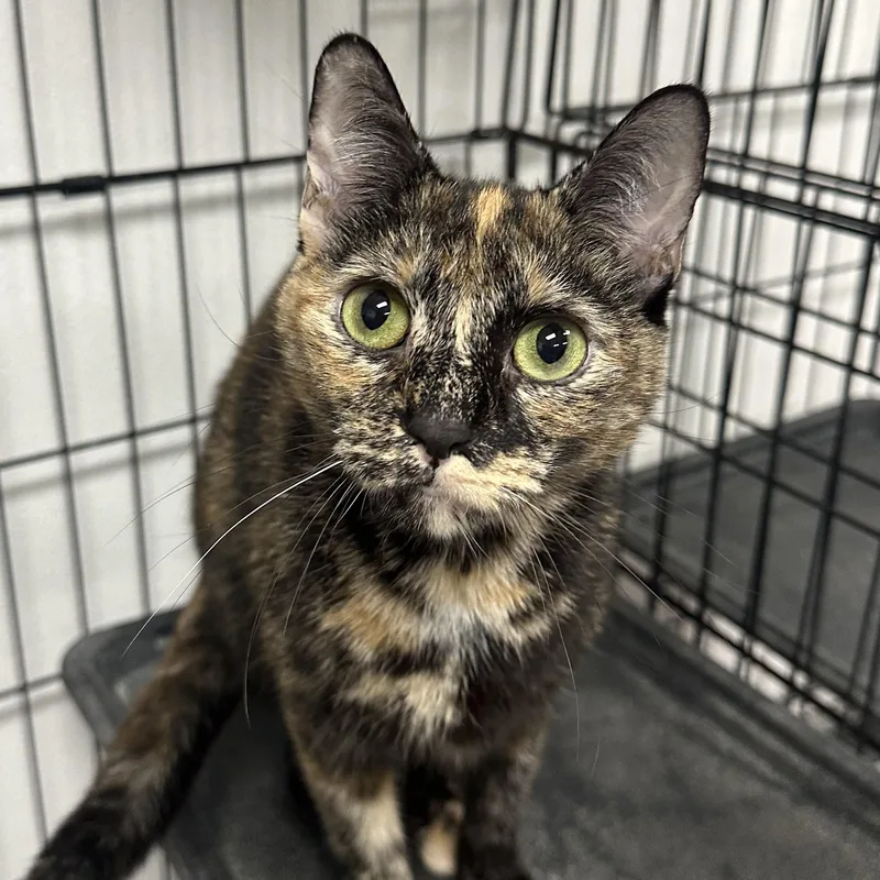 A young medium-sized female Tortoiseshell Domestic Short Hair cat named Cayenne for adoption in Youngstown, OH