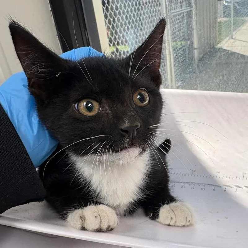 A baby small-sized male Black Domestic Long Hair cat named Nick for adoption in Columbiana, AL