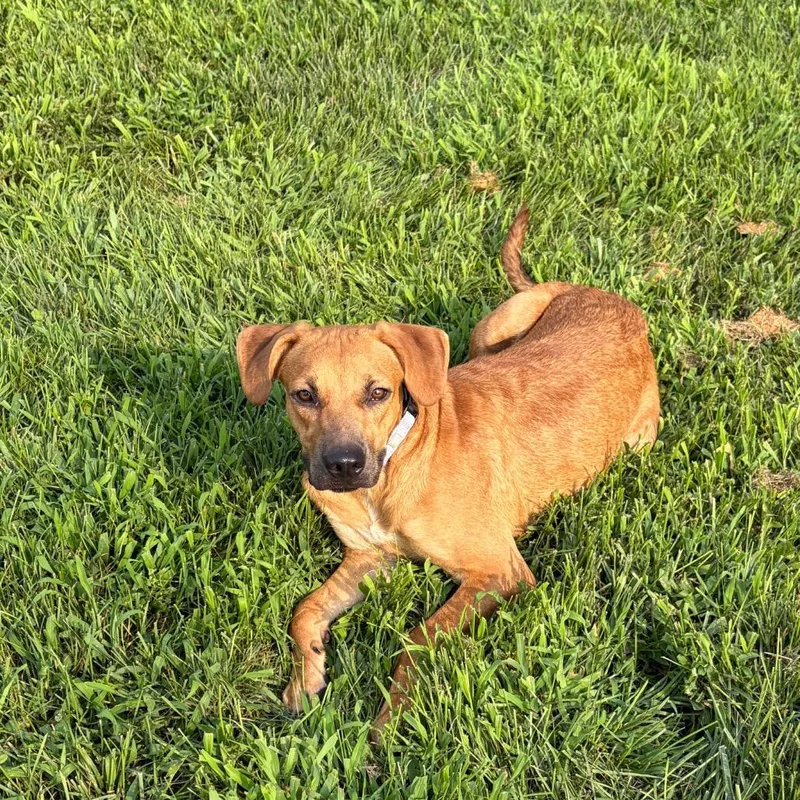 An adult medium-sized female Brown / Chocolate Terrier dog named Lucy for adoption in Wilmington, DE