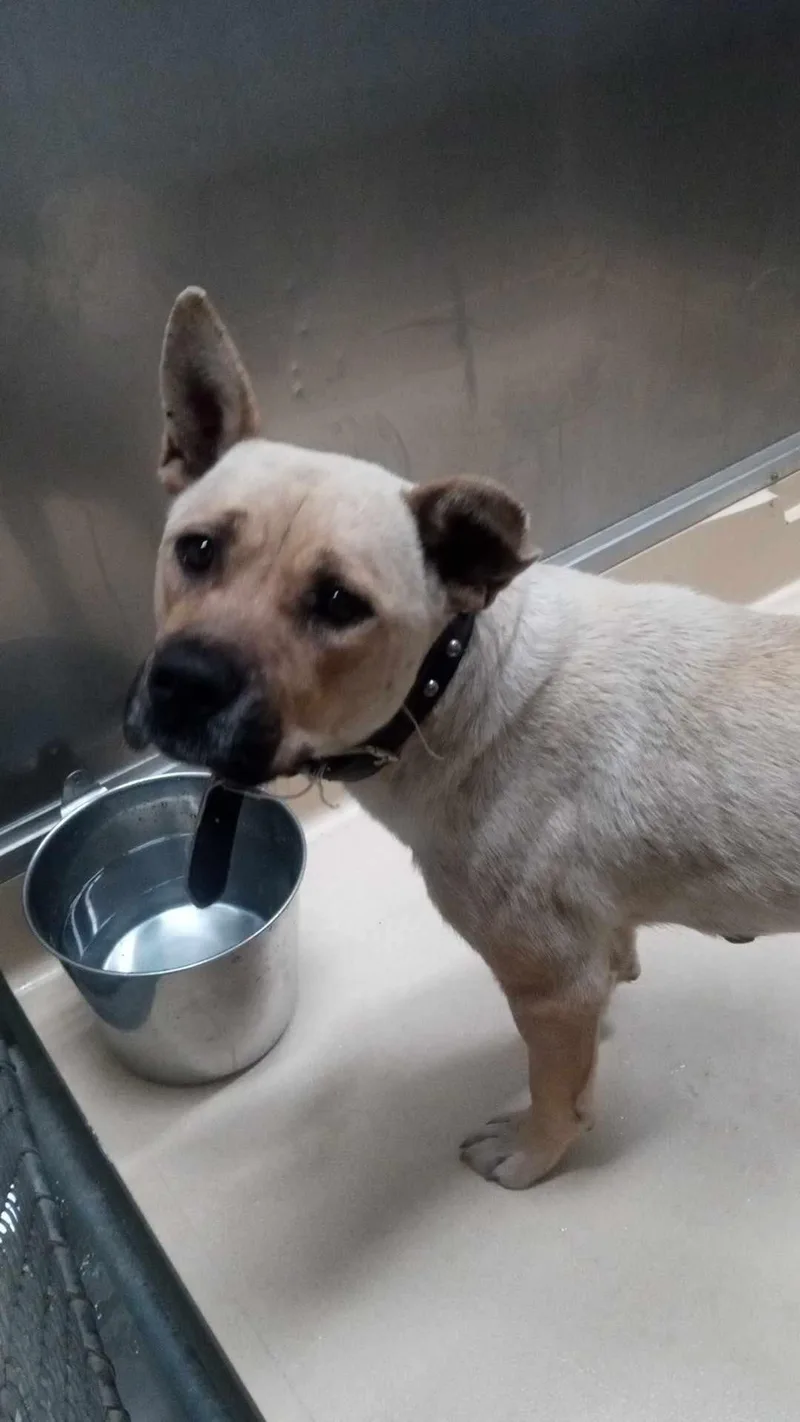 An adult medium-sized female Yellow / Tan / Blond / Fawn Pit Bull Terrier dog named Marigold for adoption in Burgaw, NC