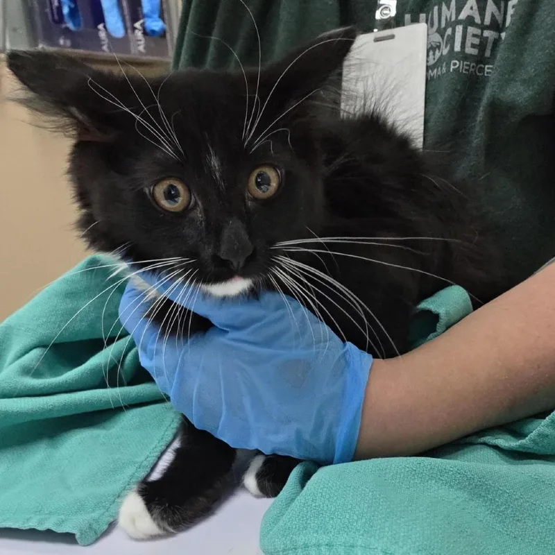 A baby small-sized female Black Domestic Short Hair cat named Lavender Honey for adoption in Tacoma, WA