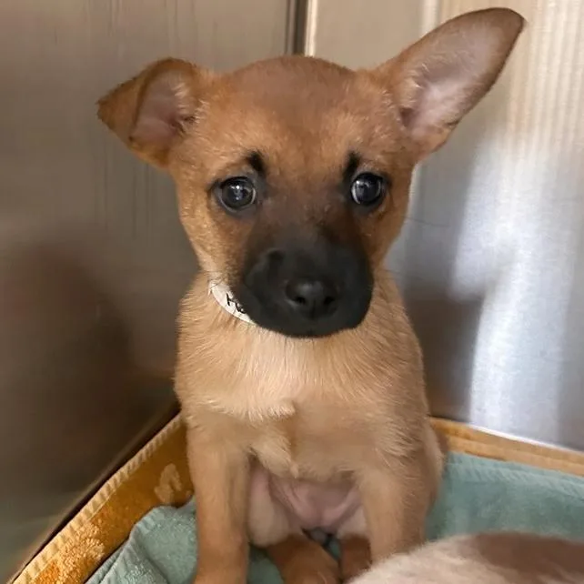 A baby small-sized female Brown / Chocolate Chihuahua dog named Makita for adoption in Woodinville, WA