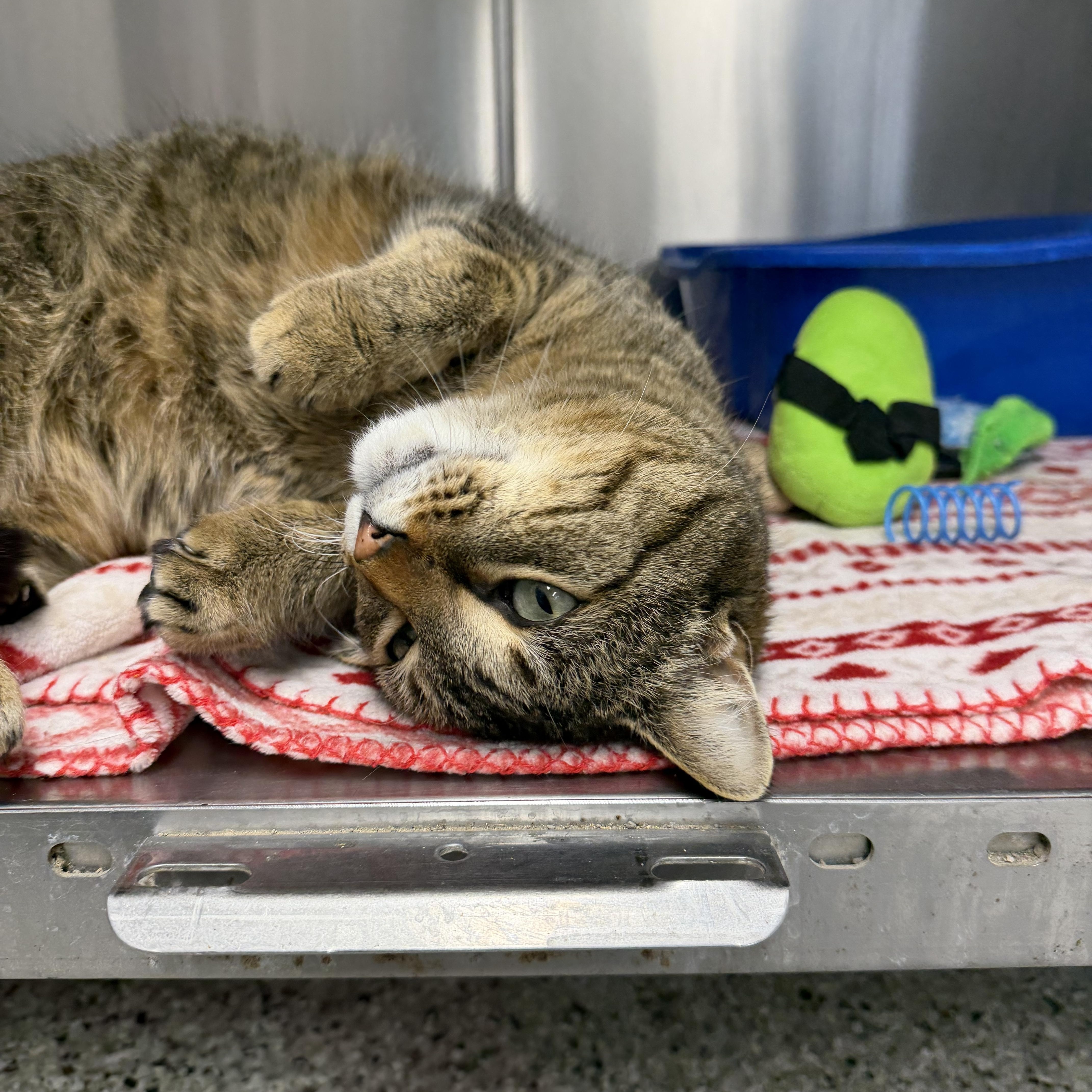 An adult large-sized male Domestic Short Hair cat named Sputnik for adoption in Mount Pleasant, MI