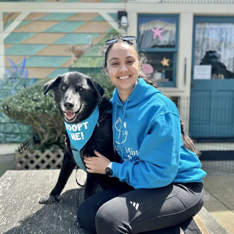 A senior large-sized male Black Labrador Retriever dog named Buddy The Lab for adoption in Pacific Grove, CA