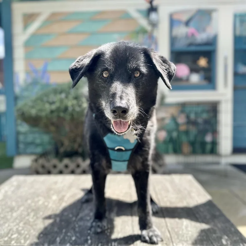 Buddy The Lab thumbnail 2