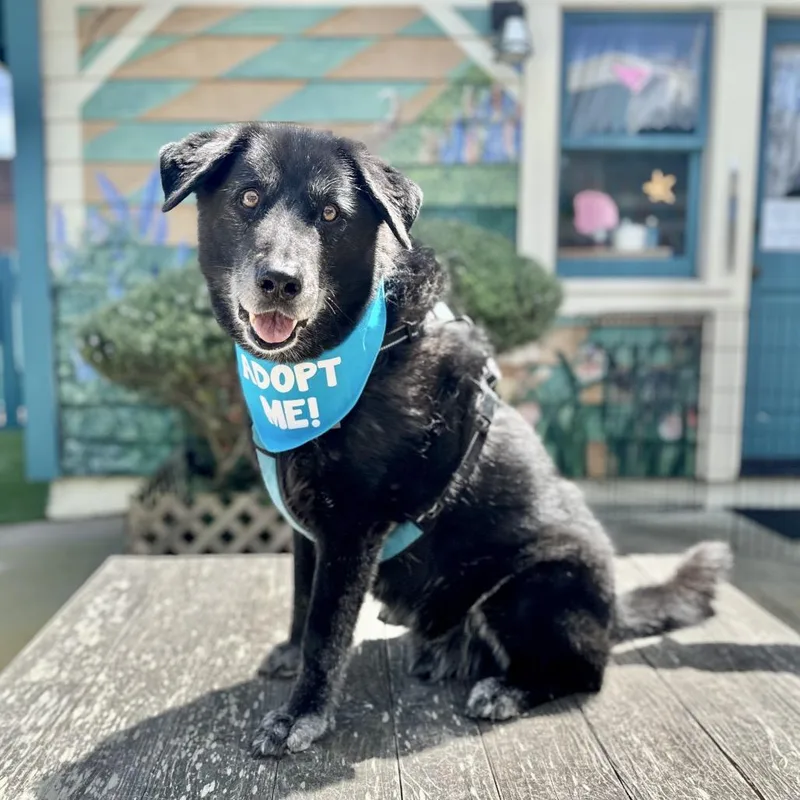 Buddy The Lab thumbnail 3