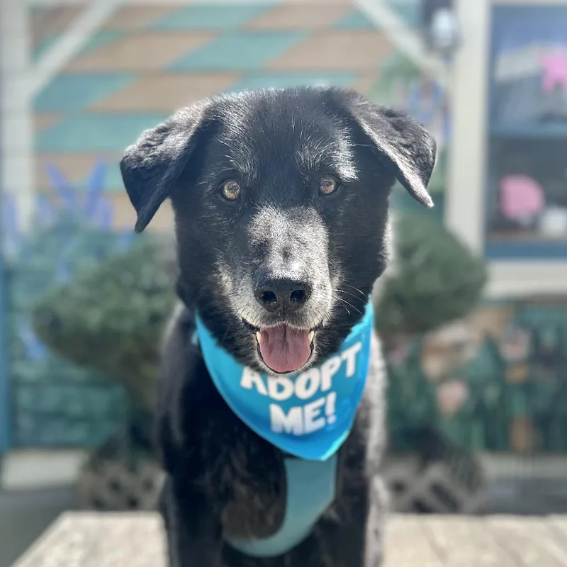 Buddy The Lab thumbnail 4