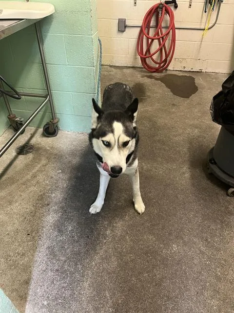 A young large-sized male Siberian Husky dog named Abel for adoption in Sacramento, CA