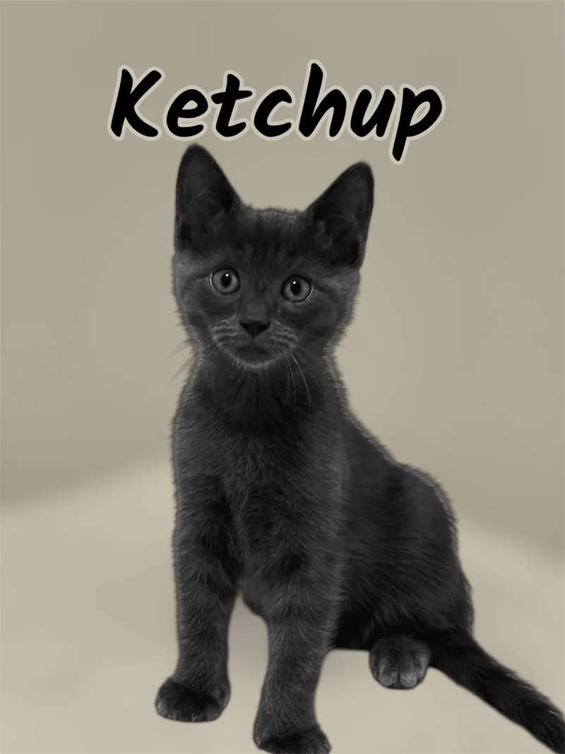 Ketchup