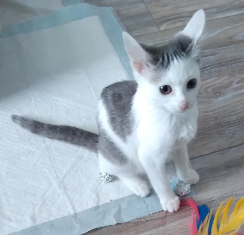 A baby medium-sized female Domestic Short Hair cat named Girlfriend for adoption in Nashville, TN