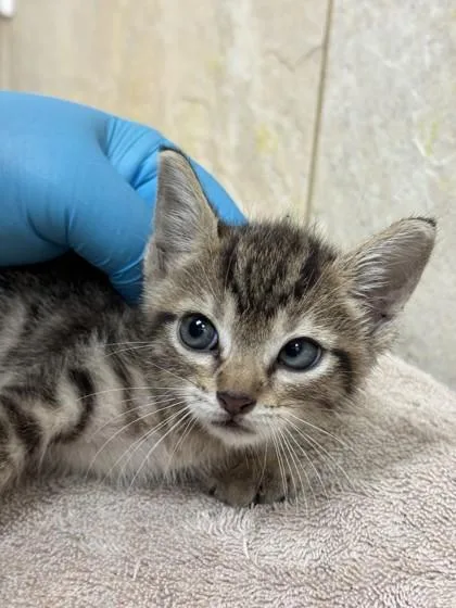 A baby small-sized male Domestic Short Hair cat named Archie for adoption in Honolulu, HI