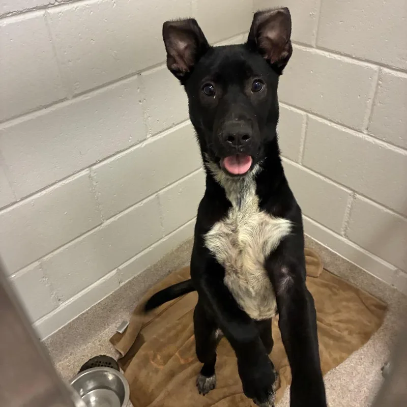 An adult medium-sized male Black Mixed Breed dog named WallyThorne for adoption in Horn Lake, MS
