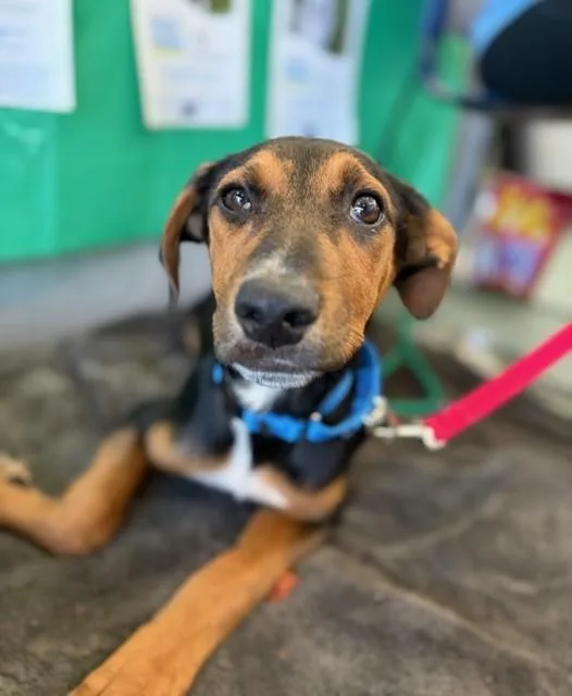 A baby large-sized female Mixed Breed dog named Pat for adoption in Dallas, TX