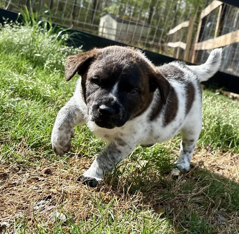 Nala