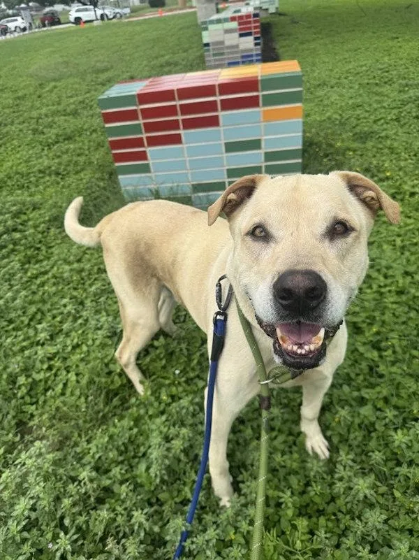A senior extra large-sized male Labrador Retriever dog named Charlie for adoption in Austin, TX