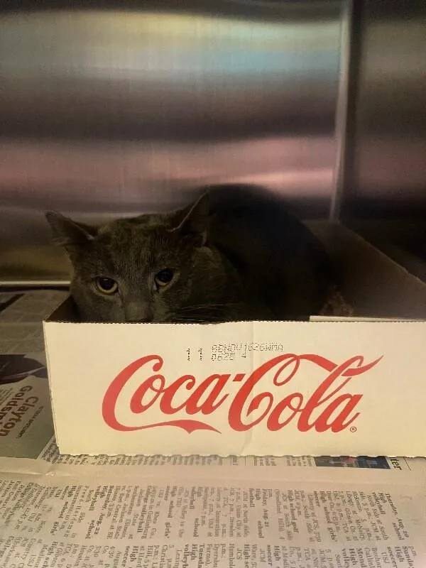 An adult medium-sized male Domestic Short Hair cat named Syndrome for adoption in Jackson, TN