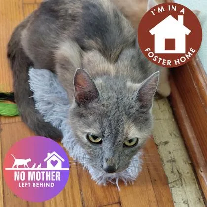 A young small-sized female Domestic Short Hair cat named Astro for adoption in Janesville, WI
