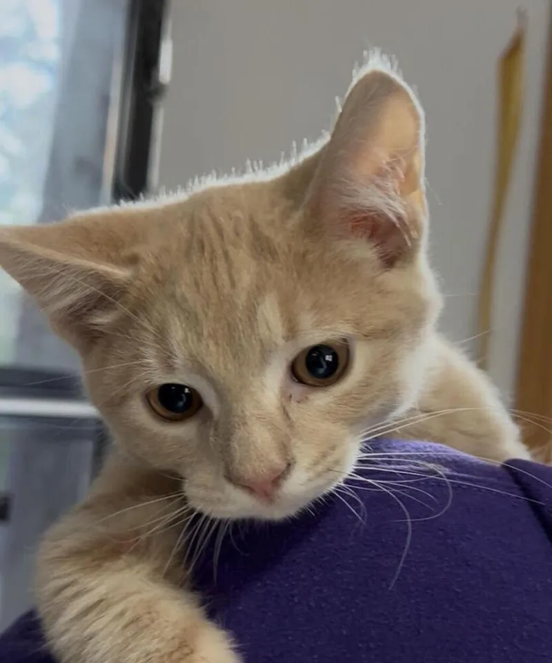 A baby small-sized male Tabby (Orange / Red) Domestic Short Hair cat named Wood Sorrel for adoption in Anoka, MN