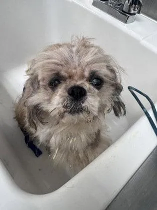 Cottonball