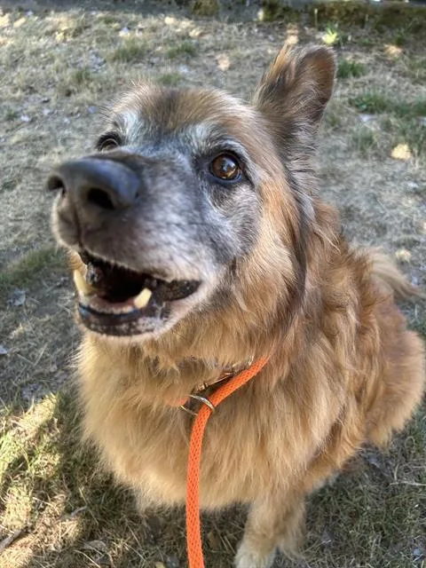 A senior large-sized male German Shepherd Dog dog named Blaze for adoption in Kent, WA