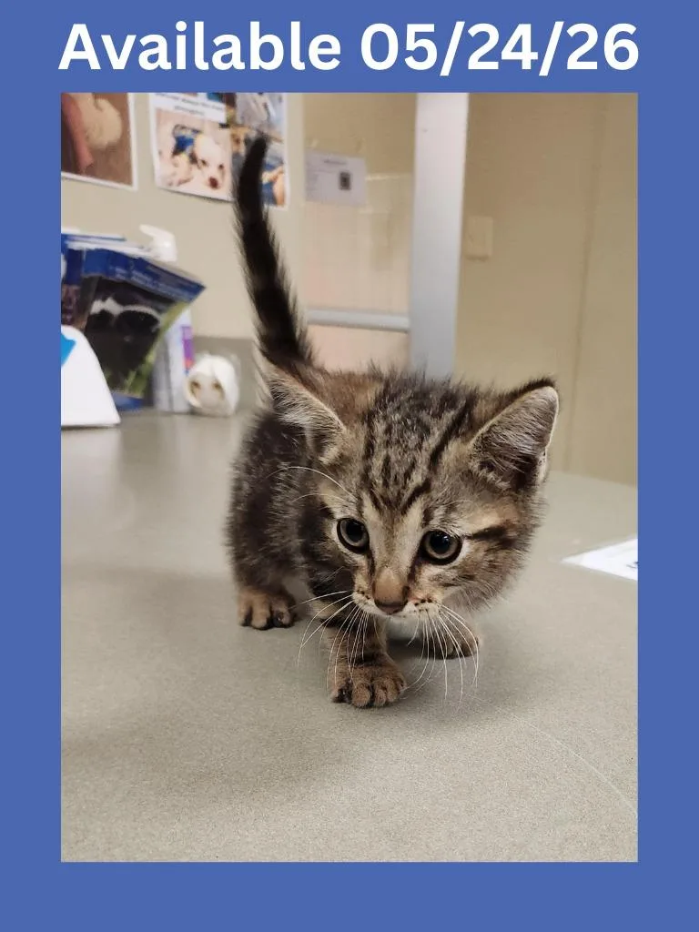 A baby medium-sized male Domestic Short Hair cat named Cat Condo for adoption in Greenville, TX