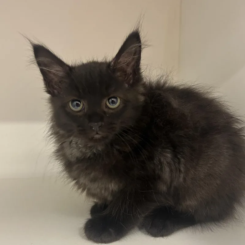 A baby small-sized male Domestic Long Hair cat named Shadow Taraji K for adoption in St Joseph, MO