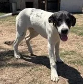 A baby large-sized male Black German Shorthaired Pointer dog named Scout for adoption in Liverpool, TX