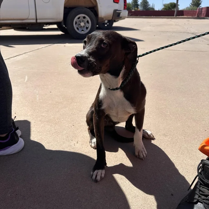 A young small-sized male Black Pit Bull Terrier dog named Troy for adoption in Douglas, AZ