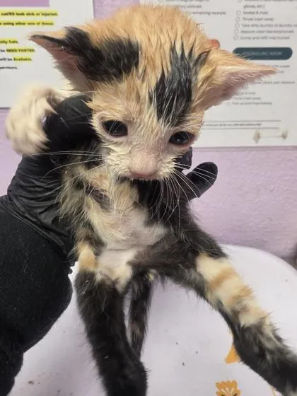A baby small-sized female Orange / Red Domestic Short Hair cat named 60915537 for adoption in El Paso, TX