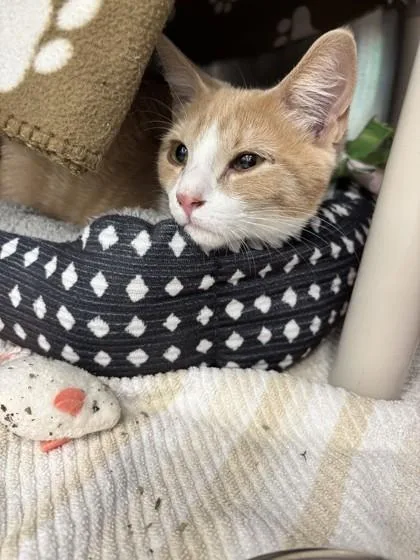 A young small-sized male Domestic Short Hair cat named Wool for adoption in Scotia, NY