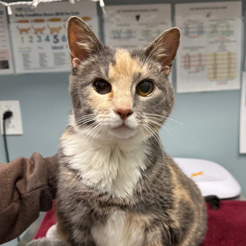 A senior medium-sized female Domestic Short Hair cat named Sweetheart for adoption in New Castle, DE