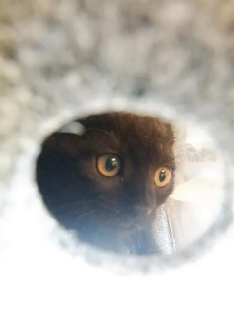 A baby small-sized male Domestic Short Hair cat named Oakley for adoption in San Jose, CA