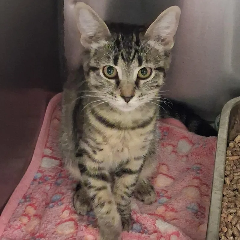 A baby small-sized female Domestic Short Hair cat named Jenny for adoption in Elizabeth City, NC