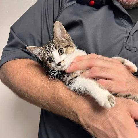 A baby small-sized female Domestic Short Hair cat named Road Runner for adoption in Bartlett, TN