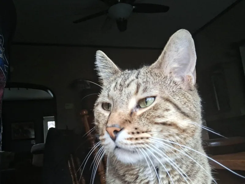 Franklin thumbnail 2