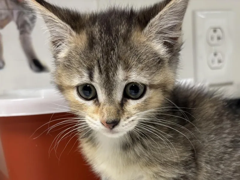 A baby small-sized female Domestic Short Hair cat named Brynn for adoption in Greenfield, IN
