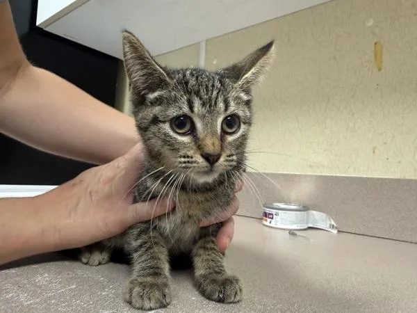 A baby small-sized female Domestic Short Hair cat named Plumette for adoption in Salisbury, MD