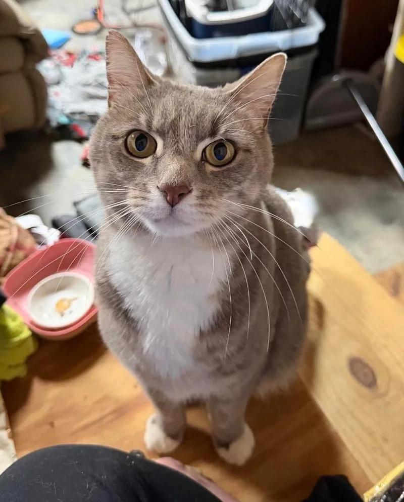 A young medium-sized male Domestic Short Hair cat named Baloo for adoption in Hoover , AL