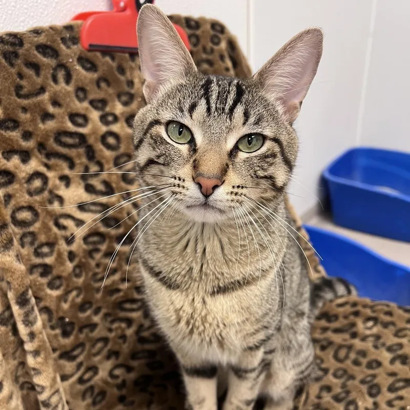 A young small-sized male Brown / Chocolate Domestic Short Hair cat named Nico for adoption in Arlington Heights, IL