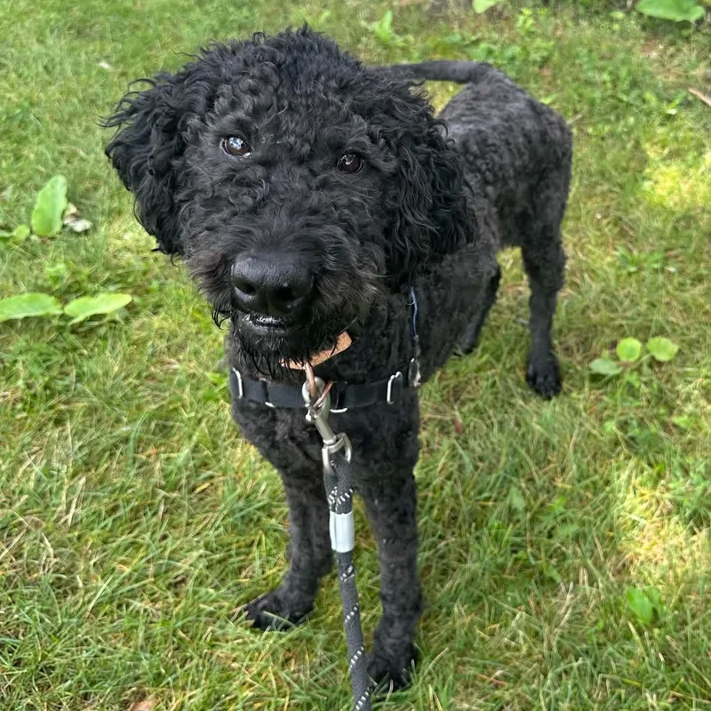 A young medium-sized male Poodle dog named Bryer  Home Visit for adoption in Hartland, WI