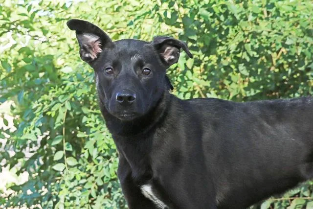 A young medium-sized female Labrador Retriever dog named Lark for adoption in Albuquerque, NM