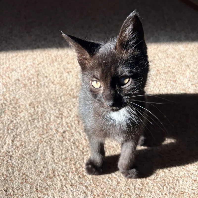 A baby small-sized female Black Domestic Short Hair cat named Raisin for adoption in North Branford, CT