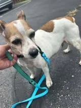 A senior small-sized female Jack Russell Terrier dog named Dolly for adoption in Kettering, OH