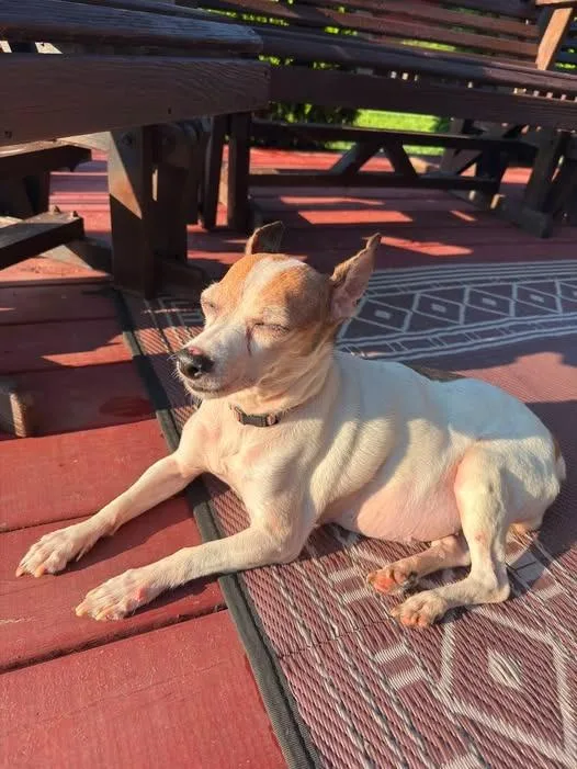 Dolly thumbnail 3