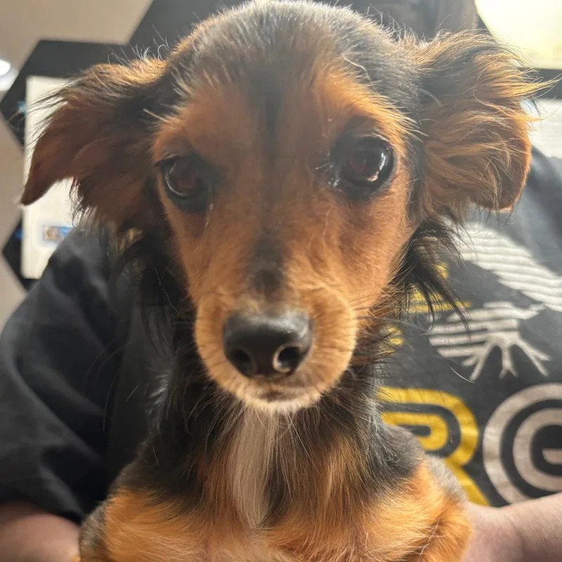 A young medium-sized male Terrier dog named Rocko for adoption in Dallas, TX