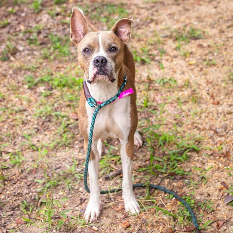 An adult medium-sized female Brown / Chocolate Boxer dog named Merlot for adoption in Hattiesburg, MS