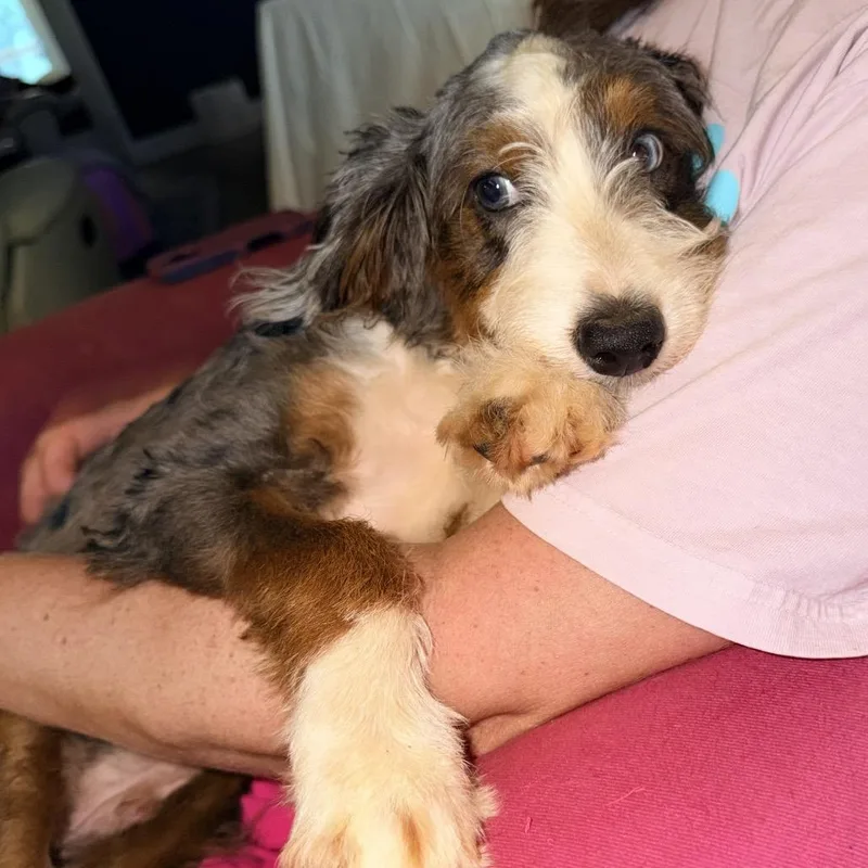 A baby medium-sized male Australian Shepherd dog named Dutch for adoption in Daphne, AL